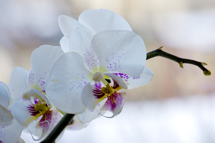 Orchidee